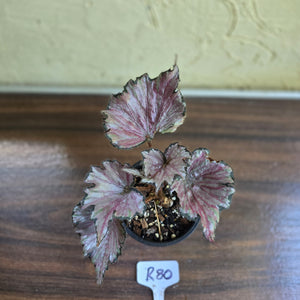 #R80 Begonia Unknown