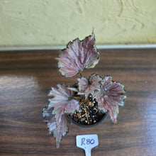 Load image into Gallery viewer, #R80 Begonia Unknown