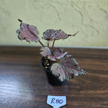Load image into Gallery viewer, #R80 Begonia Unknown