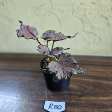 Load image into Gallery viewer, #R80 Begonia Unknown