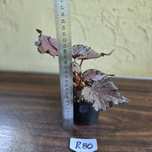Load image into Gallery viewer, #R80 Begonia Unknown