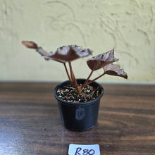 Load image into Gallery viewer, #R80 Begonia Unknown