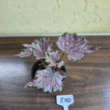 Load image into Gallery viewer, #R80 Begonia Unknown
