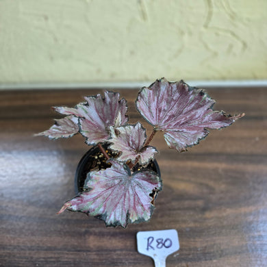 #R80 Begonia Unknown