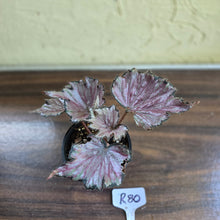 Load image into Gallery viewer, #R80 Begonia Unknown