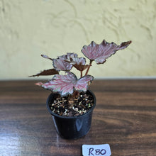 Load image into Gallery viewer, #R80 Begonia Unknown