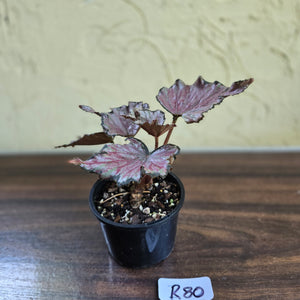 #R80 Begonia Unknown