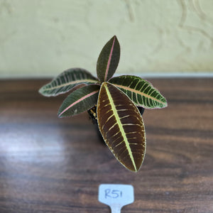 #R51 Labisia Riau Pink