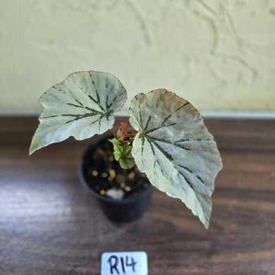 #R14 Begonia Looking Glass