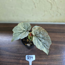 Load image into Gallery viewer, #R14 Begonia Looking Glass