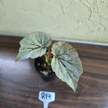 Load image into Gallery viewer, #R14 Begonia Looking Glass