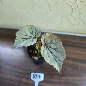 #R14 Begonia Looking Glass