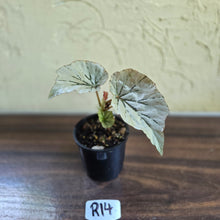 Load image into Gallery viewer, #R14 Begonia Looking Glass