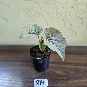 #R14 Begonia Looking Glass
