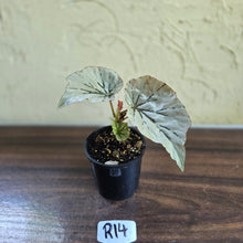 Load image into Gallery viewer, #R14 Begonia Looking Glass