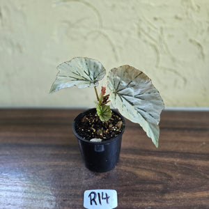 #R14 Begonia Looking Glass