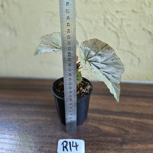 #R14 Begonia Looking Glass