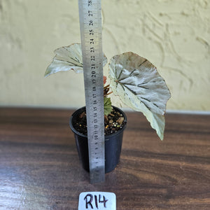 #R14 Begonia Looking Glass