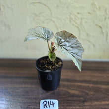Load image into Gallery viewer, #R14 Begonia Looking Glass