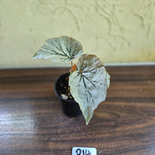 Load image into Gallery viewer, #R14 Begonia Looking Glass