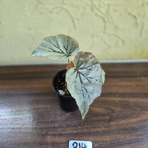 #R14 Begonia Looking Glass