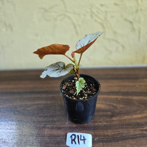 #R14 Begonia Looking Glass