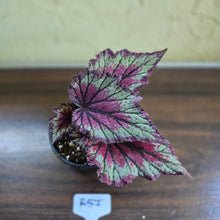 Load image into Gallery viewer, #R57 Begonia Unknown