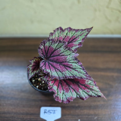 #R57 Begonia Unknown
