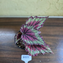 Load image into Gallery viewer, #R57 Begonia Unknown