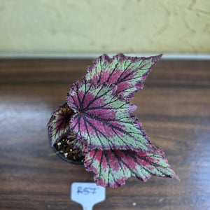 #R57 Begonia Unknown