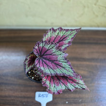 Load image into Gallery viewer, #R57 Begonia Unknown