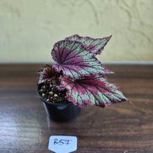 Load image into Gallery viewer, #R57 Begonia Unknown