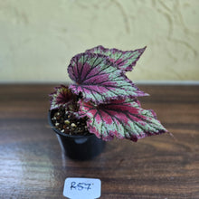 Load image into Gallery viewer, #R57 Begonia Unknown