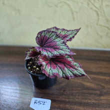 Load image into Gallery viewer, #R57 Begonia Unknown