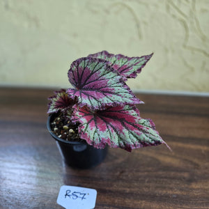 #R57 Begonia Unknown
