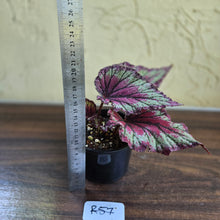 Load image into Gallery viewer, #R57 Begonia Unknown