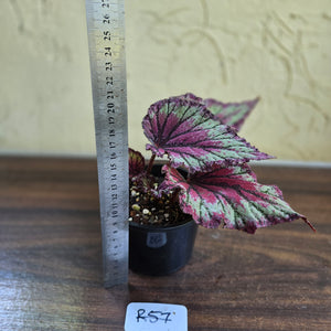 #R57 Begonia Unknown
