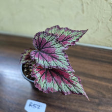 Load image into Gallery viewer, #R57 Begonia Unknown