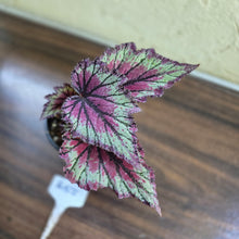 Load image into Gallery viewer, #R57 Begonia Unknown