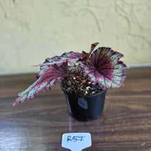 Load image into Gallery viewer, #R57 Begonia Unknown