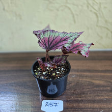 Load image into Gallery viewer, #R57 Begonia Unknown