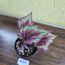 Load image into Gallery viewer, #R57 Begonia Unknown