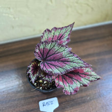 Load image into Gallery viewer, #R57 Begonia Unknown