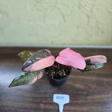 Load image into Gallery viewer, #R55 Philodendron Pink Princess Galaxy Marble