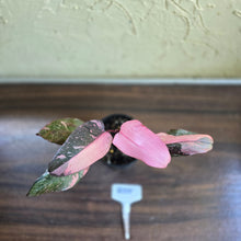 Load image into Gallery viewer, #R55 Philodendron Pink Princess Galaxy Marble