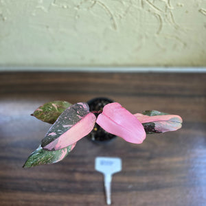 #R55 Philodendron Pink Princess Galaxy Marble