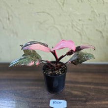 Load image into Gallery viewer, #R55 Philodendron Pink Princess Galaxy Marble