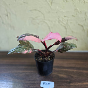 #R55 Philodendron Pink Princess Galaxy Marble