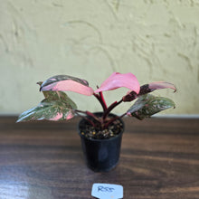 Load image into Gallery viewer, #R55 Philodendron Pink Princess Galaxy Marble