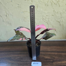Load image into Gallery viewer, #R55 Philodendron Pink Princess Galaxy Marble